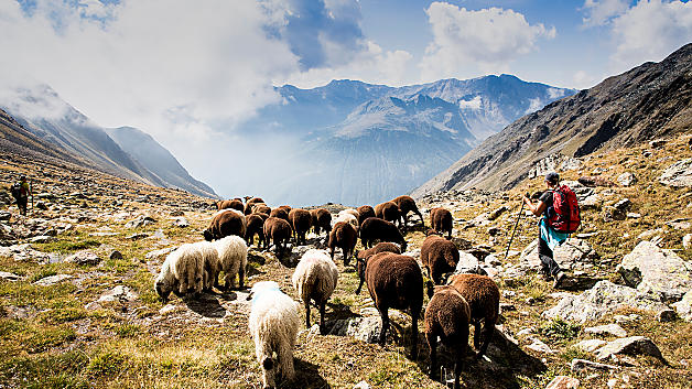 Come partecipare a una transumanza? Vieni in Val Senales!